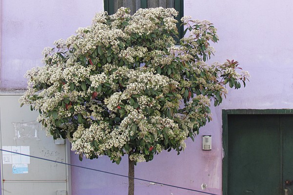a flowering tree along the street