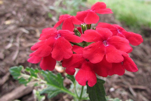 Verbena