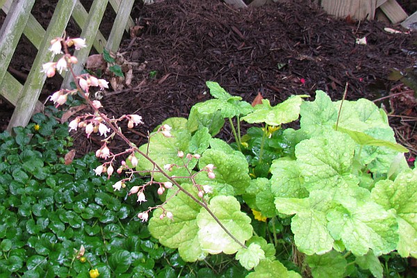 Coral Bells