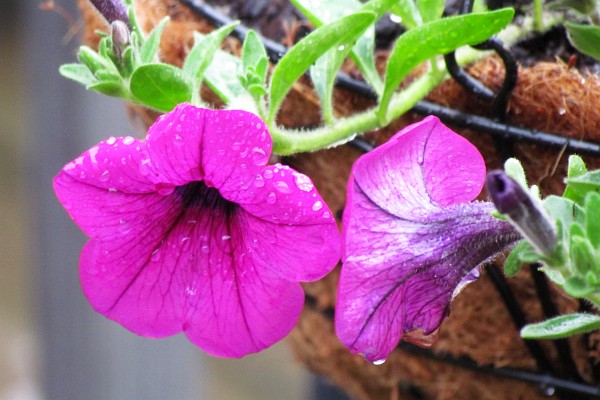 Petunias in the rain