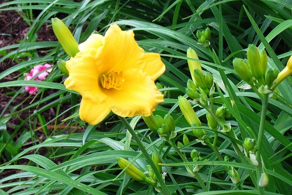 Stella de Oro Daylily (I)