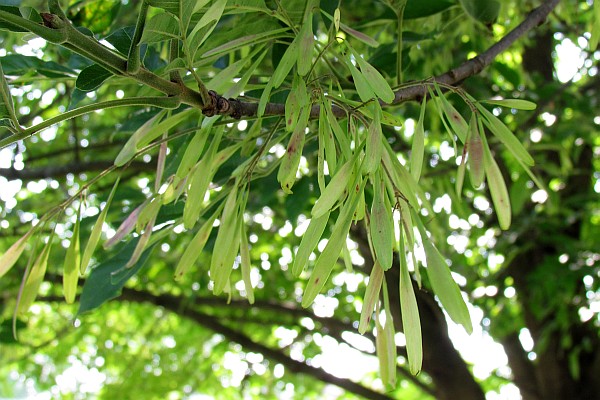 Ash tree "blooms"