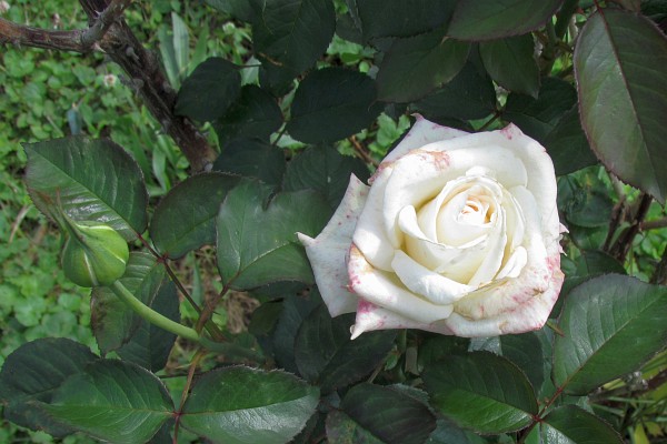 a Rose and a bud