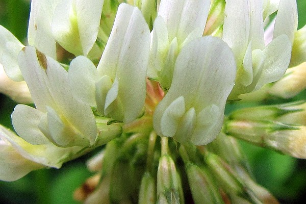  close-up of a  few White Clover flowers