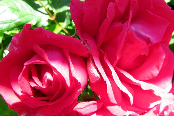 two pink roses