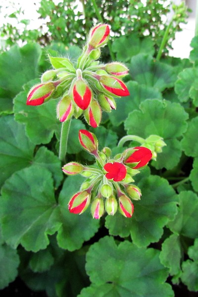 Geranium buds