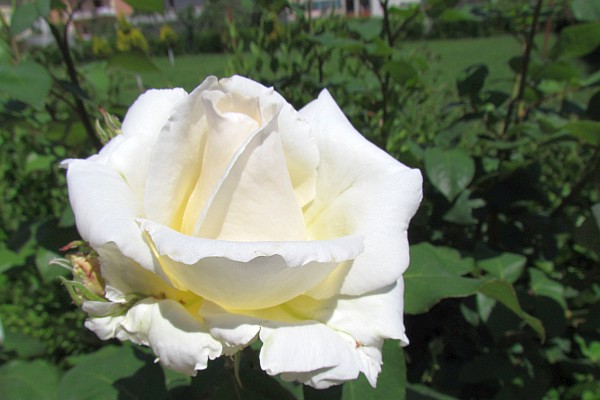 a white rose