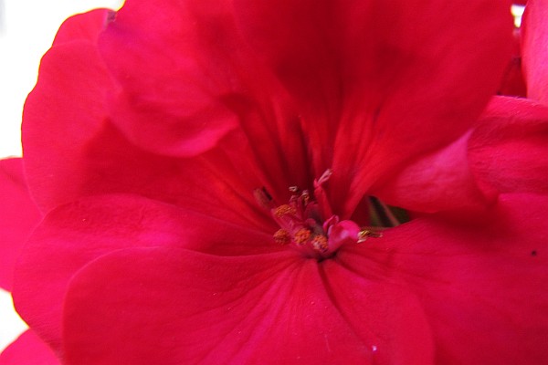 Geranium flower close-u[