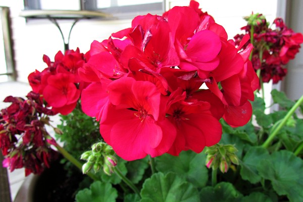 Geranium flower head