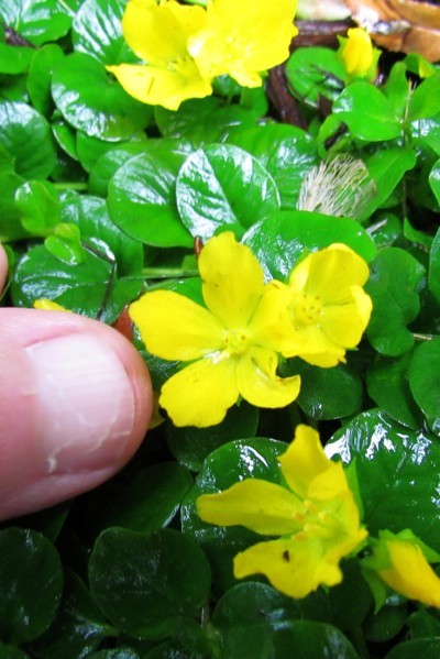 my thumb and Creeping Jenny