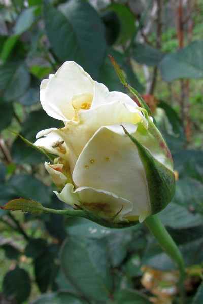white Rose bud
