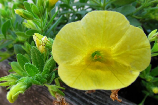 Yellow Million Bells flower