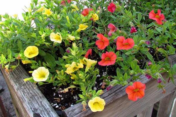 Million Bells in flower box