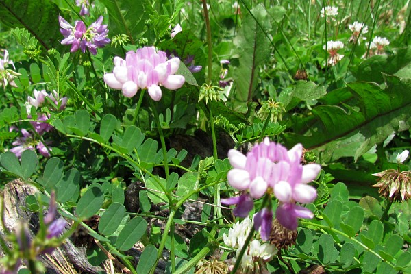 Crownvetch plant and flowers