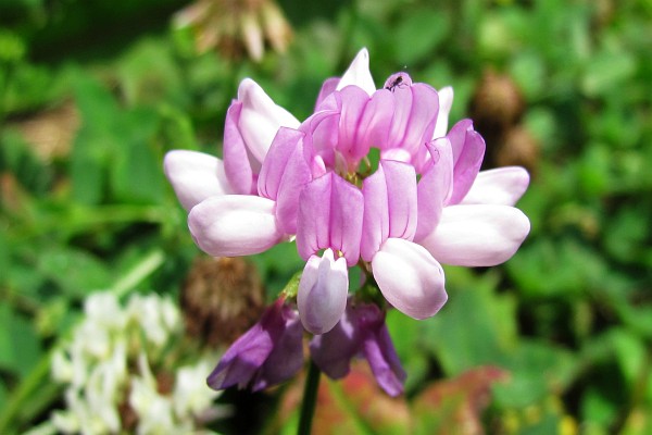 close-up of Crownvetch flower