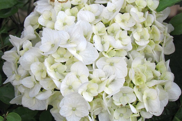 a cluster of hydrangea blooms