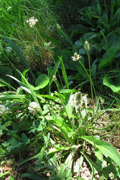 Buckhorn Plantain plants and flower stalks