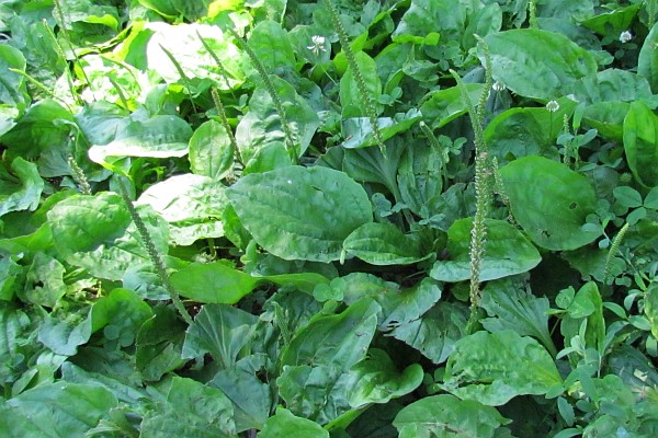 a patch of Broadleaf Plantain weeds