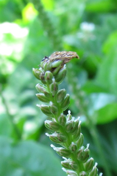 tip of Boradleaf Plantain beginning to bloom