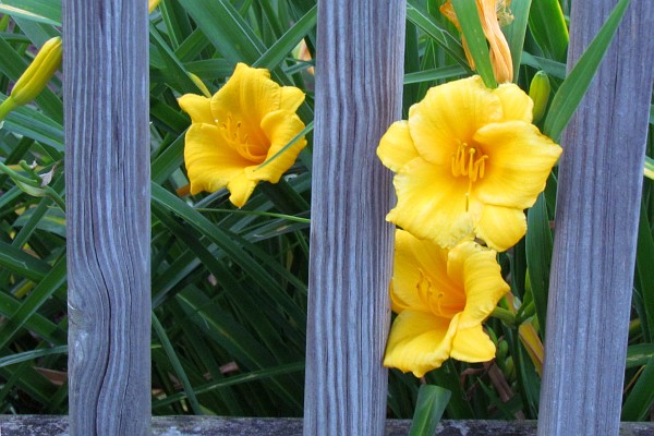 three Stella de Oro Daylilies