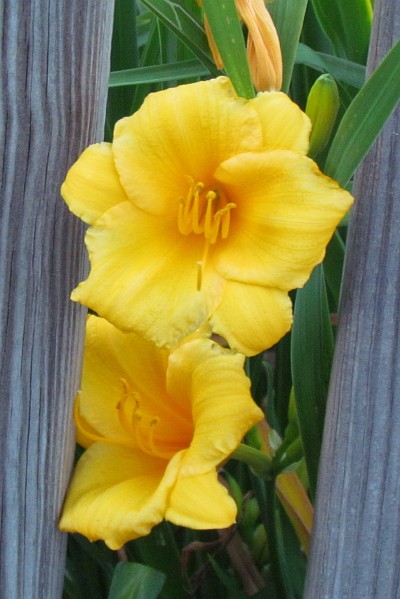 two Stella de Oro Daylilies