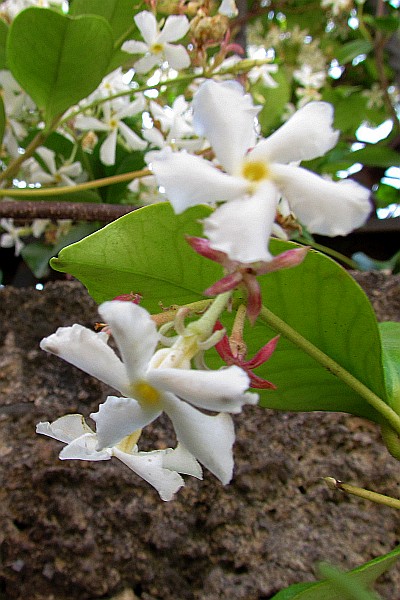 some honey suckle blooms