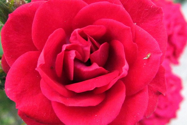 a red rose