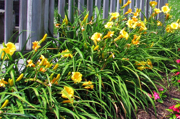 row of Stella de Oro Daylilies