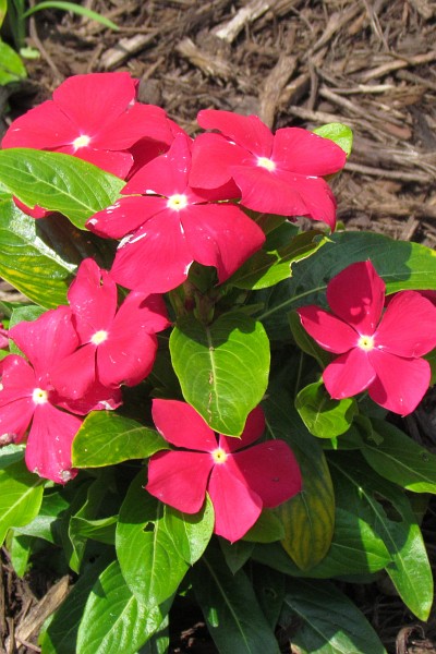 a Vinca plant in bloom