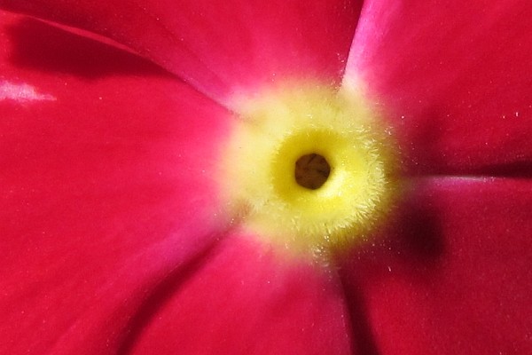 close-up of center of Vina bloom