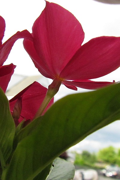 Vinca stem showing overies, etc.