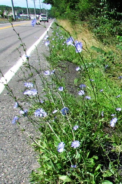 Chicory along a road