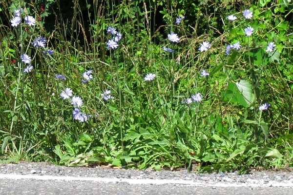 more Chicory