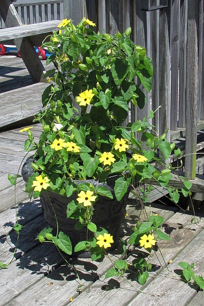 Black-eyed Susan plant in bloom