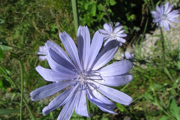 Chicory flower