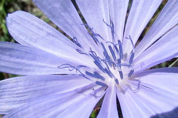 close up of a Chicory flower