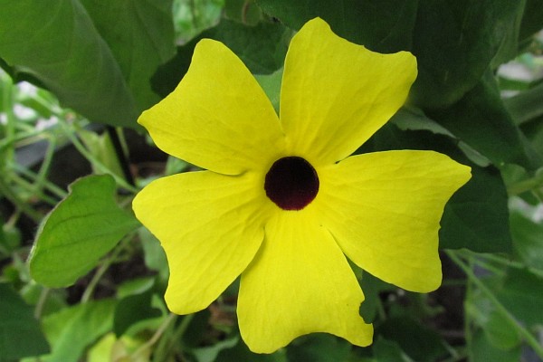 one Black-eyed Susan flower