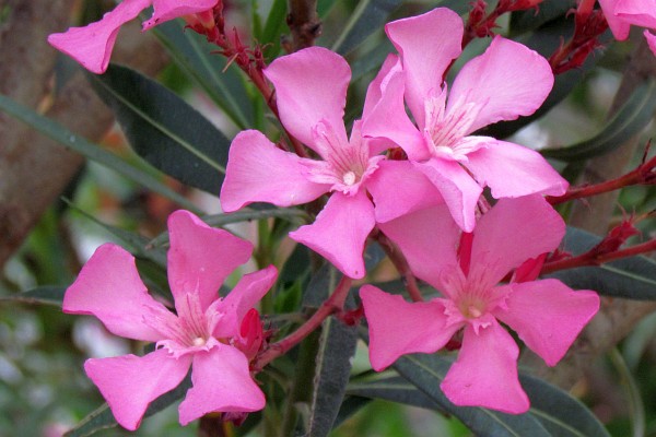 oleander blooms in Lezhe