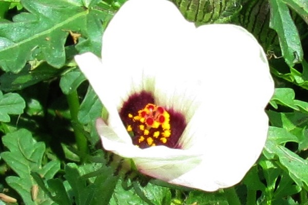 Venice Mallow close-up