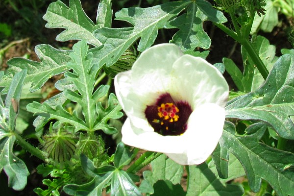 Venice Mallow of Flower-of-an-hour