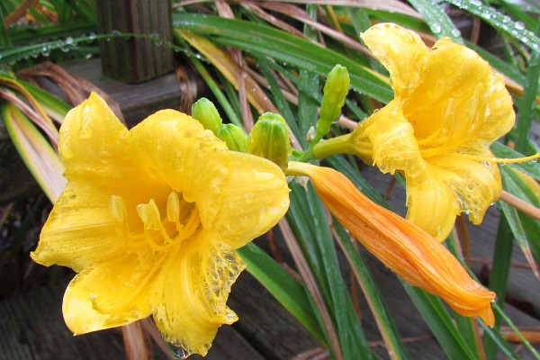 stella d'oro daylily mear tje emd of their day