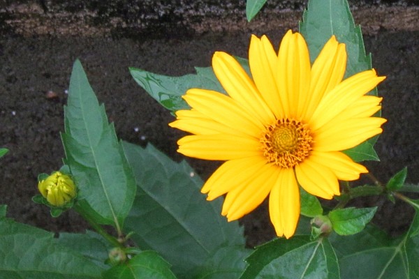 yellow daisy and bud