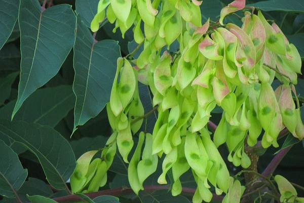 Tree of Heaven immature seed pods