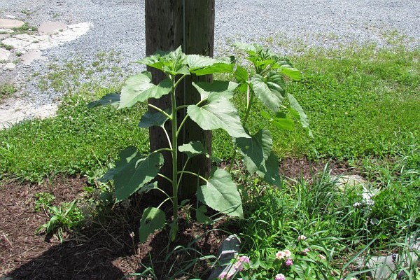 misplaced Sunflowers