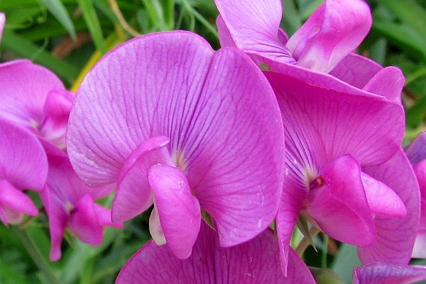 close-up of sweet peas