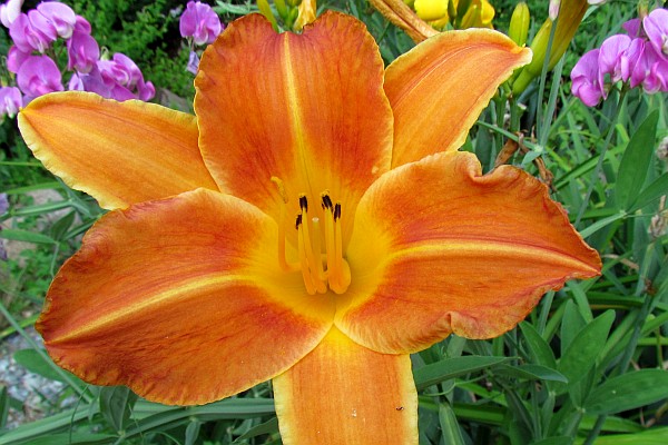 yellow-bronze daylily