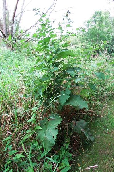 Common Burdock