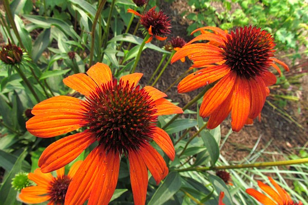 orange and brown cone flowwers
