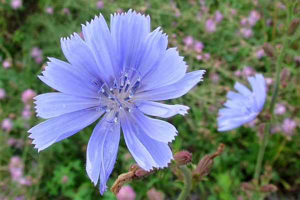 chicory bloom