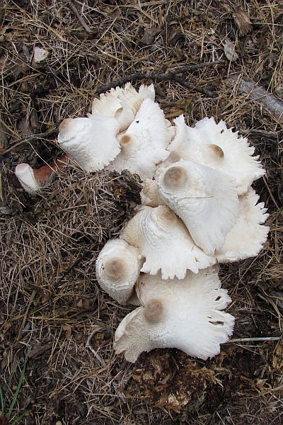 aging mushrooms on a pile of chopped treee debris